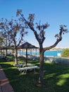 Umbrellas from the sun made of natural materials and sun loungers on the grass, among the trees on the shores of the Mediterranean Royalty Free Stock Photo