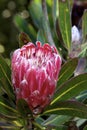 Protea