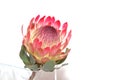 Protea Royalty Free Stock Photo