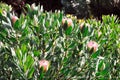 Protea blossoms, Sugarbush - Madeira Royalty Free Stock Photo