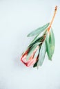 Protea bud closeup. Pink King Protea flower isolated on grey background. Beautiful fashion flower macro shot. Valentine`s Day