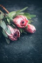 Protea buds closeup. Bunch of pink King Protea flowers over dark background. Valentine`s Day