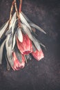 Protea buds closeup. Bunch of pink King Protea flowers over dark background. Valentine`s Day