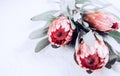 Protea buds closeup. Bunch of pink King Protea flowers over grey background. Valentine`s Day