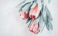 Protea buds closeup. Bunch of pink King Protea flowers over grey background. Valentine`s Day