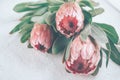 Protea buds closeup. Bunch of pink King Protea flowers over grey background. Valentine`s Day Royalty Free Stock Photo