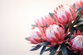 Protea buds closeup. Bunch of pink King Protea flowers over white. Valentine\'s Day bouquet. Widescreen background Royalty Free Stock Photo