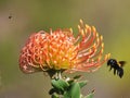 Protea Royalty Free Stock Photo