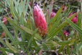 Protea Burchellii flowerbud close up. Protea flower