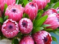 Pink Ice Protea