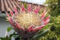 Protea cynaroides also called king protea in bloom with amazing giant flower Royalty Free Stock Photo