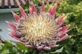 Protea cynaroides also called king protea in bloom with amazing giant flower Royalty Free Stock Photo