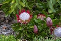 King protea (protea cynaroides), cultivar Little Prince bush in garden Royalty Free Stock Photo