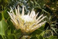 Large flowerhead of a Protea cynaroides `king white` in garden Royalty Free Stock Photo