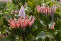 Protea cynaroides flowers Royalty Free Stock Photo