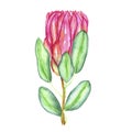 Protea cynaroides king protea, giant protea, honeypot, king sugar bush flower pink blossom bud and green leaves, hand painted
