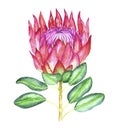 Protea cynaroides king protea, giant protea, honeypot, king sugar bush flower pink blossom and green leaves, hand painted Royalty Free Stock Photo