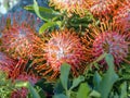 Protea cynaroides , `King Pink`, Proteaceae, in red, several flowers. The flower grows on the stem tips and has the shape of an a Royalty Free Stock Photo