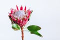 Protea cynaroides, the king protea, a flowering plant Royalty Free Stock Photo