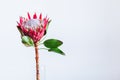 Protea cynaroides, the king protea, a flowering plant Royalty Free Stock Photo