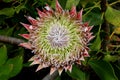 Protea cynaroides, King Sugarbush, Giant Protea Royalty Free Stock Photo