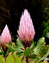 Protea cynaroides, King Sugarbush, Giant Protea Royalty Free Stock Photo