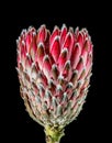 Protea Empress Flower Tropical Plant