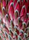 Protea Empress Flower II closeup