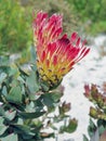 Protea Eximia, the Broad-Leaved Sugarbush