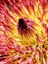 Protea eximia Royalty Free Stock Photo