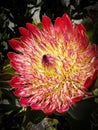 Protea eximia 1 Royalty Free Stock Photo