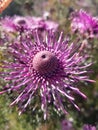 Protea favorite isopogon