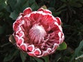 Protea flower Royalty Free Stock Photo