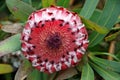 Protea Flower