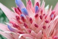 Protea flower