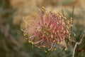 Protea flower amid foliage, photographed in a greenhouse in Somerset UK. Proteas are native to South Africa and are its national f Royalty Free Stock Photo