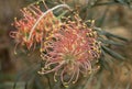 Protea flower amid foliage, photographed in a greenhouse in Somerset UK. Proteas are native to South Africa and are its national f Royalty Free Stock Photo