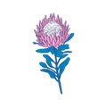 Protea flower black line art isolated on white Royalty Free Stock Photo