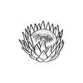 Protea flower black line art isolated on white Royalty Free Stock Photo
