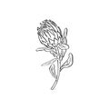 Protea flower black line art isolated on white Royalty Free Stock Photo