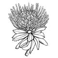 Protea Flower Black and White Hand-drawn Vector Illustration