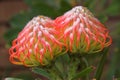 Protea flower in bloom