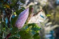 Protea flower bloom growing on the plant closeup outdoors. Royalty Free Stock Photo