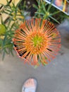 Protea Flower in Bloom Sugarbush