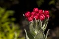 Syncarpha eximia strawberry everlasting