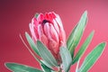 Protea flower bunch. Blooming Pink King Protea Plant over pink background. Extreme closeup. Holiday gift, bouquet, bud
