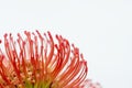 Protea flower Royalty Free Stock Photo