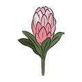 Protea flower closed bud. Large tropical African pink protea. For cards and invitations