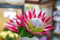 Protea flower closeup. Royalty Free Stock Photo