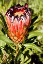 Protea flower